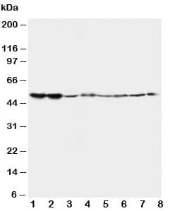 HTR2A / 5-HT2A Receptor Antibody (aa418-432)