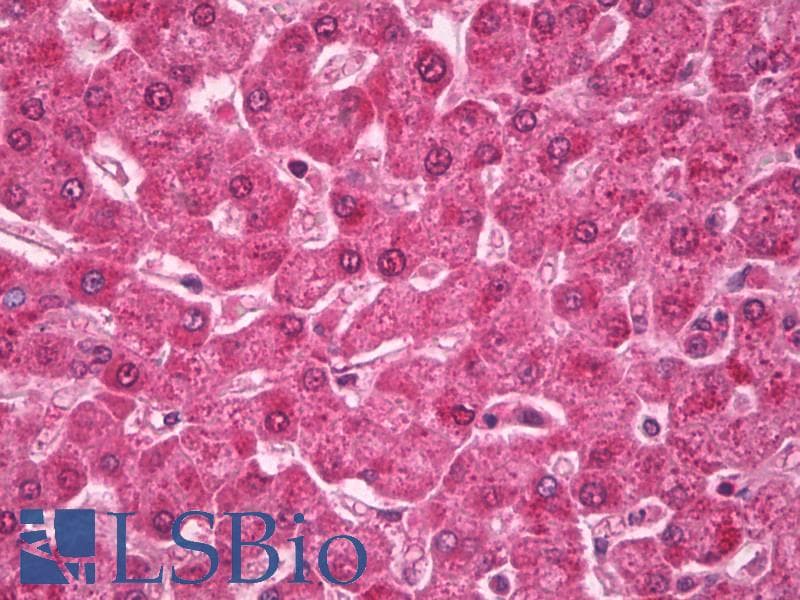 IHC-plus™ RAB4A / RAB4 Antibody