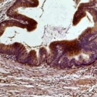 Monoclonal Mouse anti-Human STAT3 Antibody (IHC, WB)