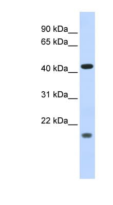 ING3 Antibody (aa216-265)
