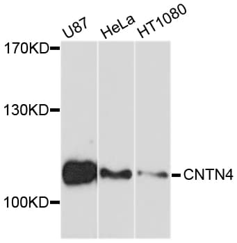 CNTN4 Antibody