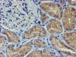 LECT2 Antibody (aa19-151, clone OTI2A11, Carrier-free)