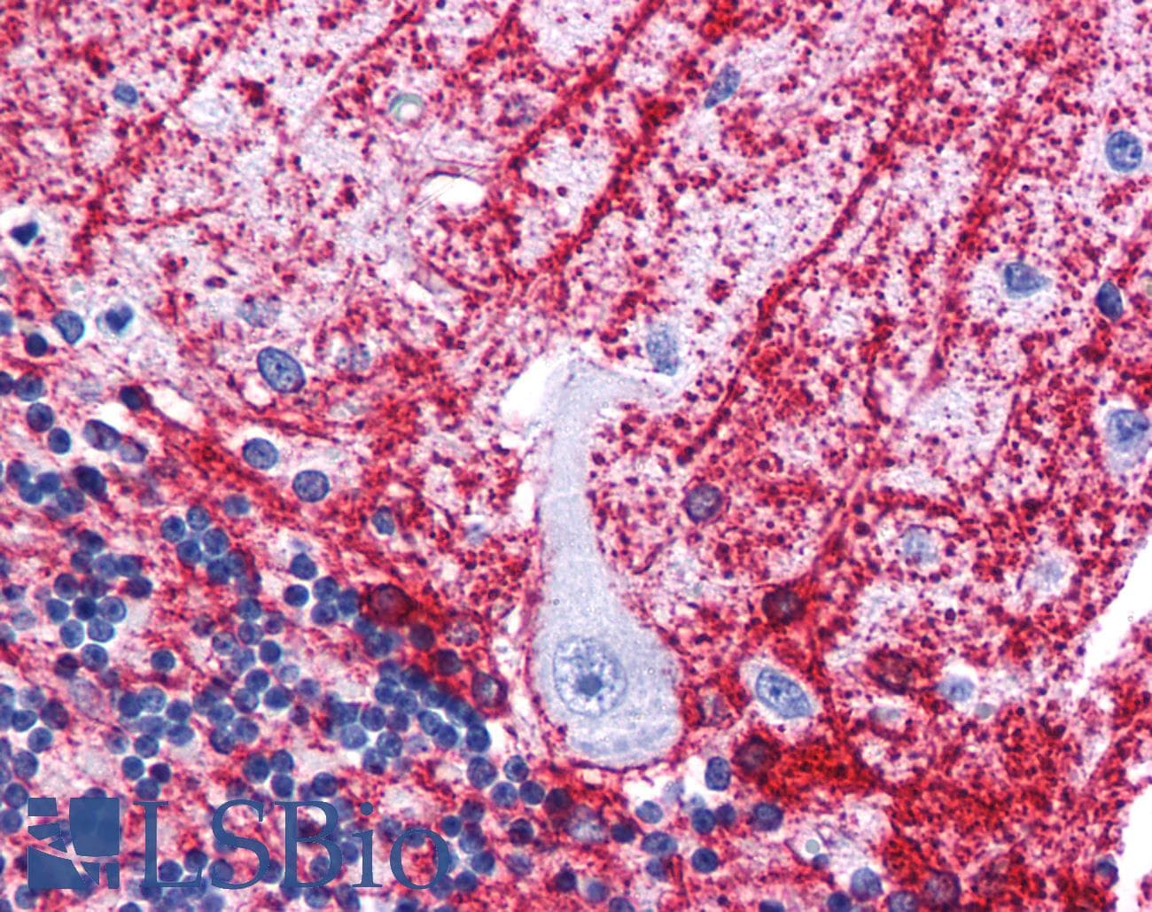 IHC-plus™ SIPA1L3 Antibody