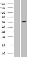 CYP3A43 Protein (Over-Expression Lysate Myc-DDK (Flag))