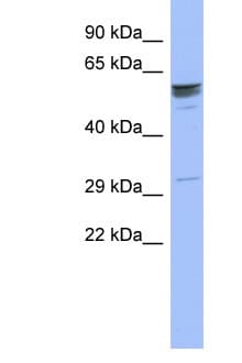 Polyclonal Rabbit anti-Human ZNF146 Antibody (aa143-192, WB)