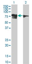 RUNX1T1 / ETO Antibody (clone 5A12)