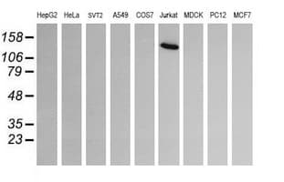 PIK3CG / PI3K Gamma Antibody (clone OTI6G5, Carrier-free)