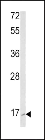 RAC2 Antibody (aa164-188)