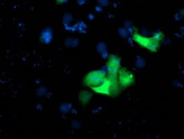 USP10 Antibody (clone OTI2E1)