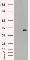 Monoclonal Mouse anti-Human HMRF1L / MTRF1L Antibody (clone OTI1H7, Carrier-free, IHC, IF, WB)