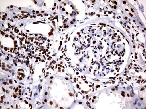 DDX56 Antibody (aa323-547, clone OTI11H7, Carrier-free)