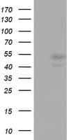 CD5 Antibody (clone OTI2D8)