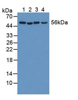 KATNA1 Antibody (aa8-229, PE)