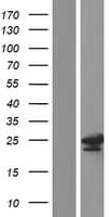 TPD52L2 / HD54 Protein (Over-Expression Lysate Myc-DDK (Flag))