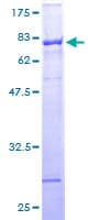 Human ZNF140 Protein (Recombinant GST)