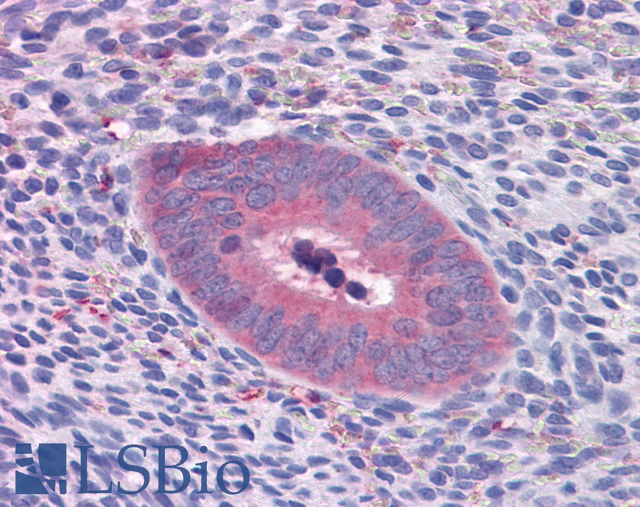 IHC-plus™ Monoclonal Mouse anti-Human GART / GARS Antibody (clone 4D6-1D5, IHC, IF, WB)