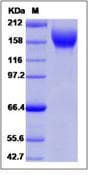 Human KDR / VEGFR2 / FLK1 Protein (Recombinant Human IgG Fc, C-terminus)