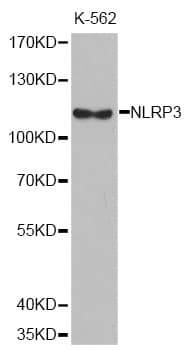 NALP3 / NLRP3 Antibody