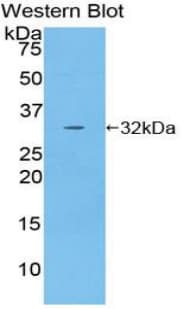 HAO1 Antibody (aa102-357, Biotin)