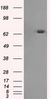 HDAC10 Antibody (clone OTI6G5)