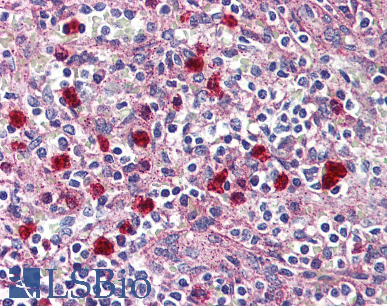 IHC-plus™ GPR132 / G2A Antibody (C-Terminus)
