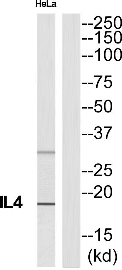 IL4 Antibody