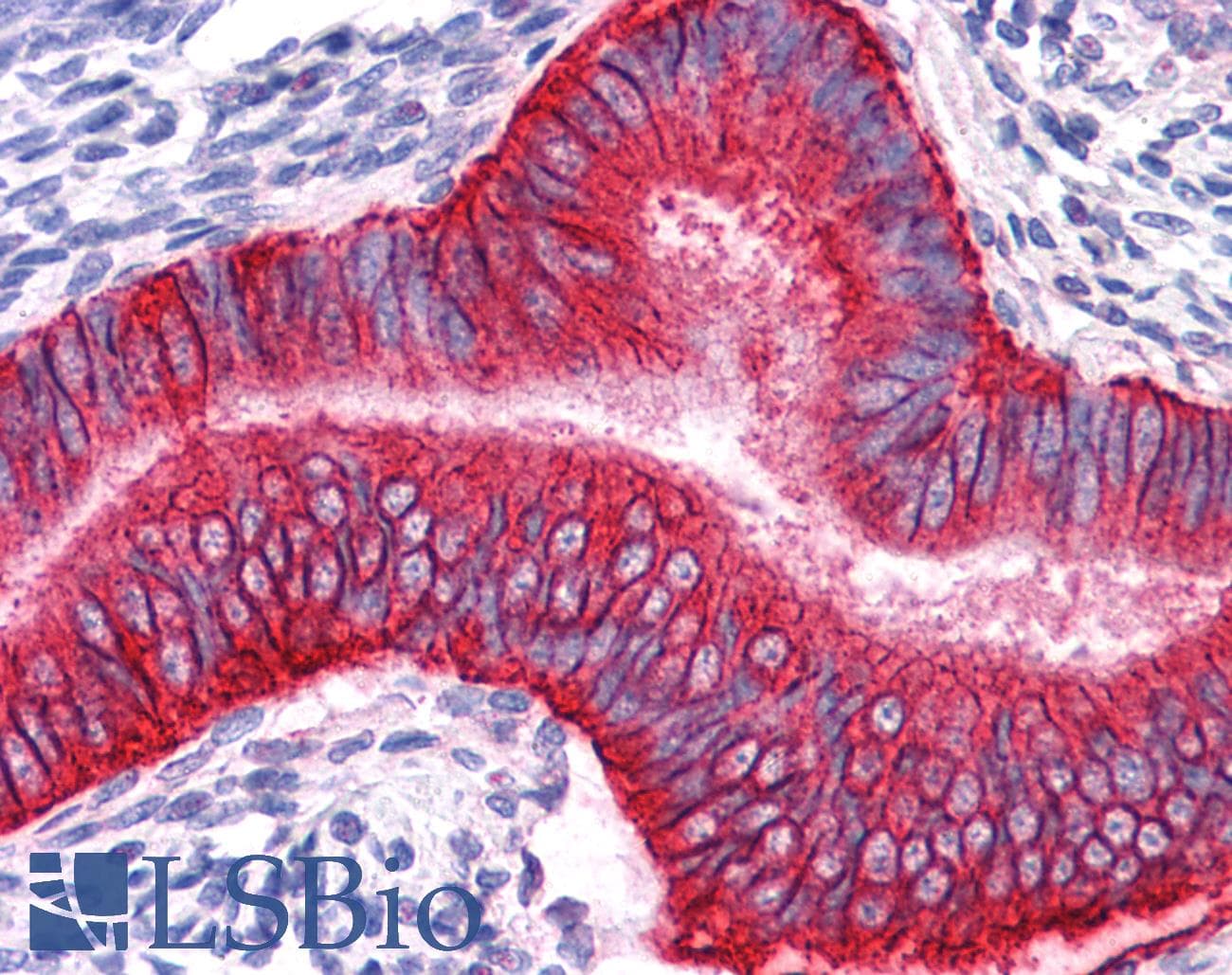 IHC-plus™ Monoclonal Mouse anti-Human EPCAM Antibody (clone VU-1D9, IHC, WB)