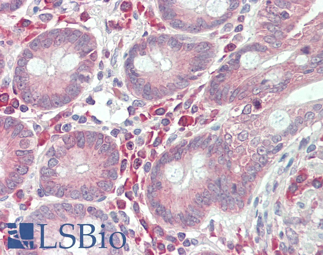 IHC-plus™ TET3 Antibody