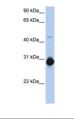 ARHU / RHOU Antibody (C-Terminus)