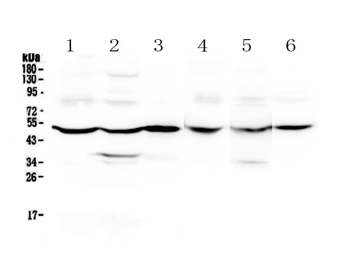 GDA / Nedasin Antibody