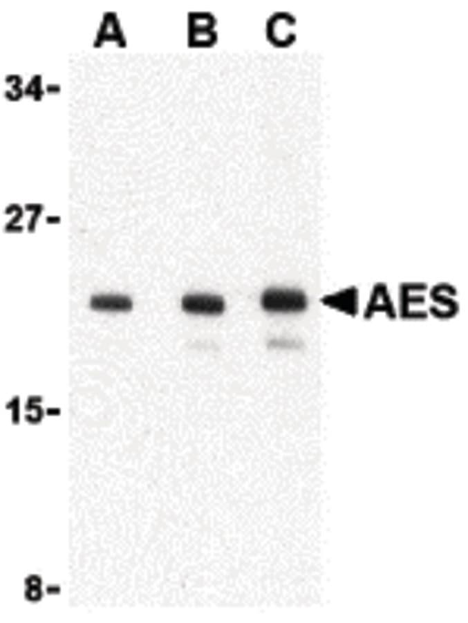 IHC-plus™ AES / Groucho Antibody