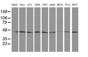 SERPINB13 / HUR7 Antibody (clone OTI1A7, Carrier-free)