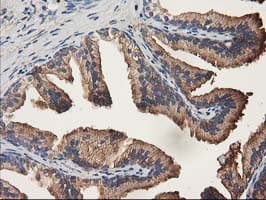 ALDH1A3 Antibody (aa1-100, clone OTI4E8, Carrier-free)