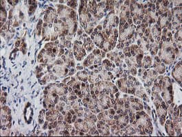 MRPS34 Antibody (clone OTI4H2, Carrier-free)