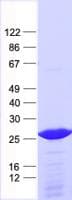 Human CRH / CRF Protein (Recombinant His, N-Terminal)