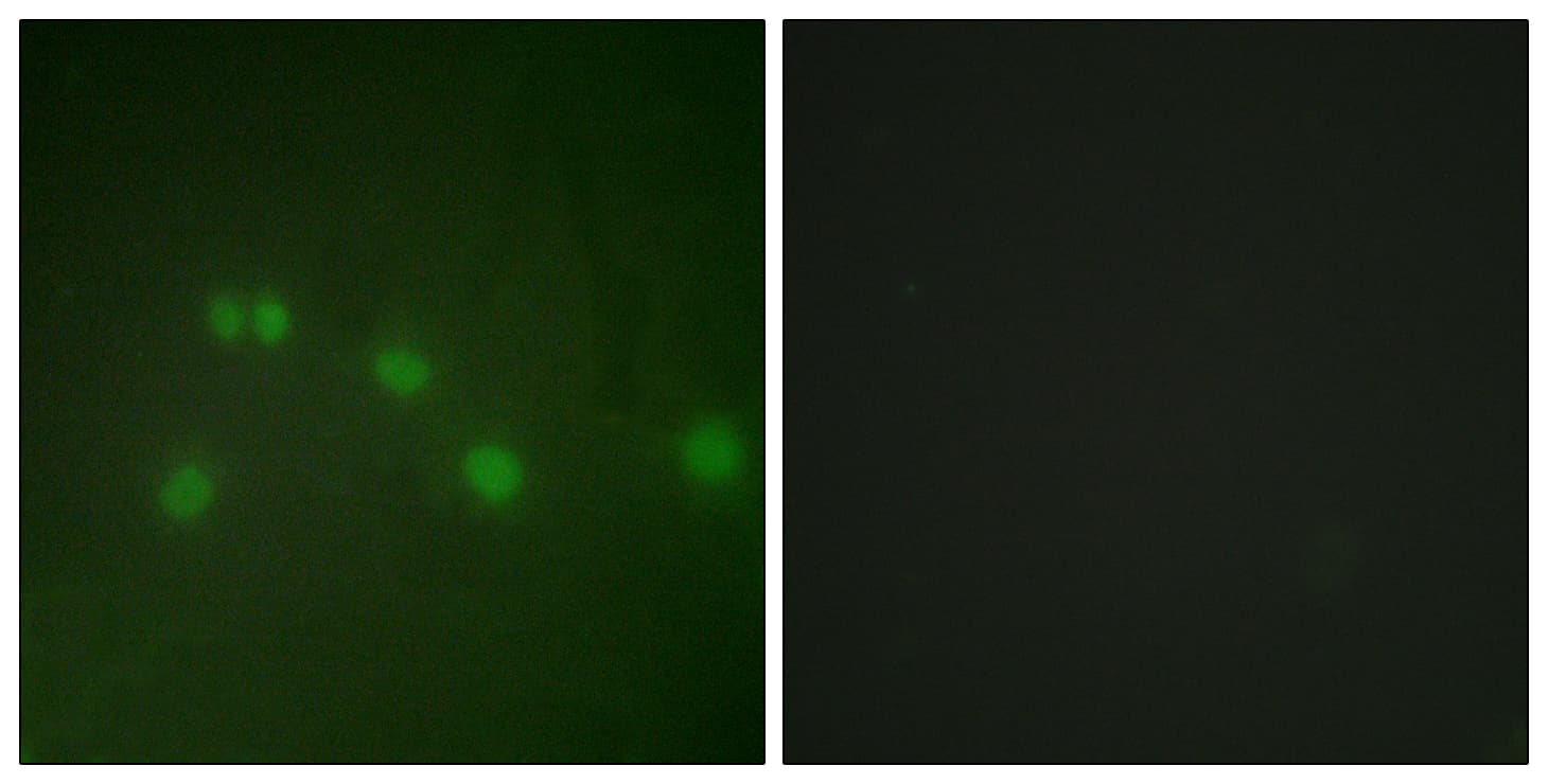 COUP-TFII / NR2F2 Antibody (aa1-50)