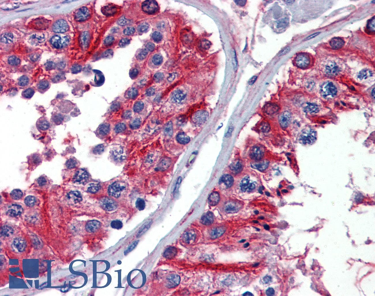 IHC-plus™ Monoclonal Rat anti-Yeast Alpha Tubulin Antibody (clone YOL1/34, IHC, IF, WB)