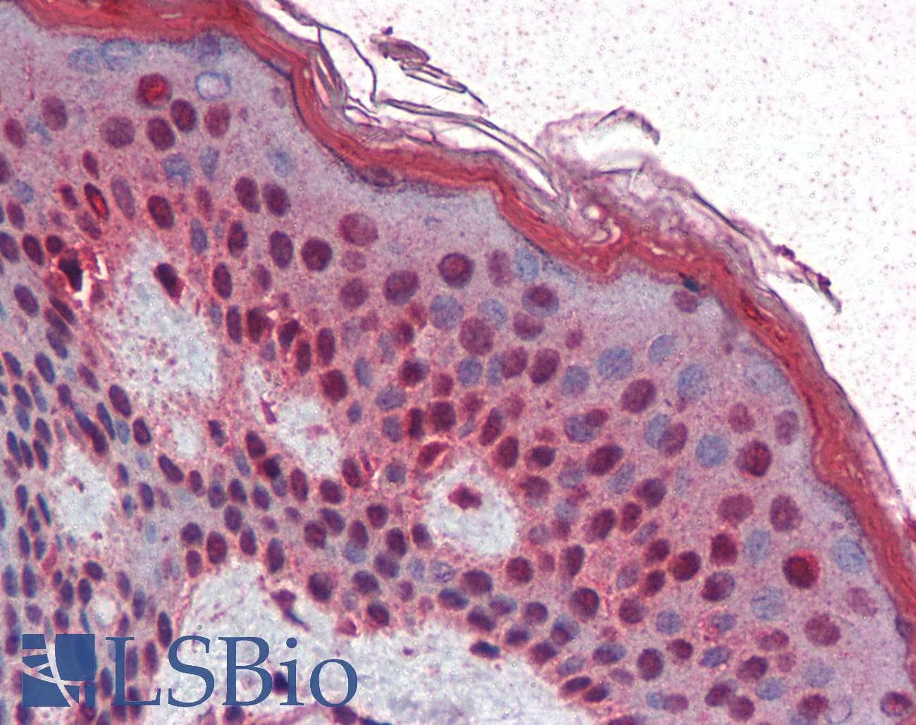 IHC-plus™ SIM1 Antibody