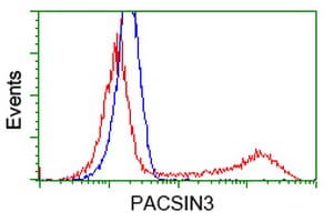 PACSIN3 Antibody (clone OTI2D7)