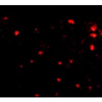 FEZ2 Antibody