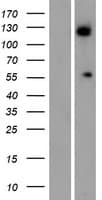 Human ALG11 Protein (Over-Expression Lysate Myc-DDK (Flag))