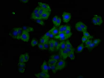 TNFRSF19 / TROY Antibody