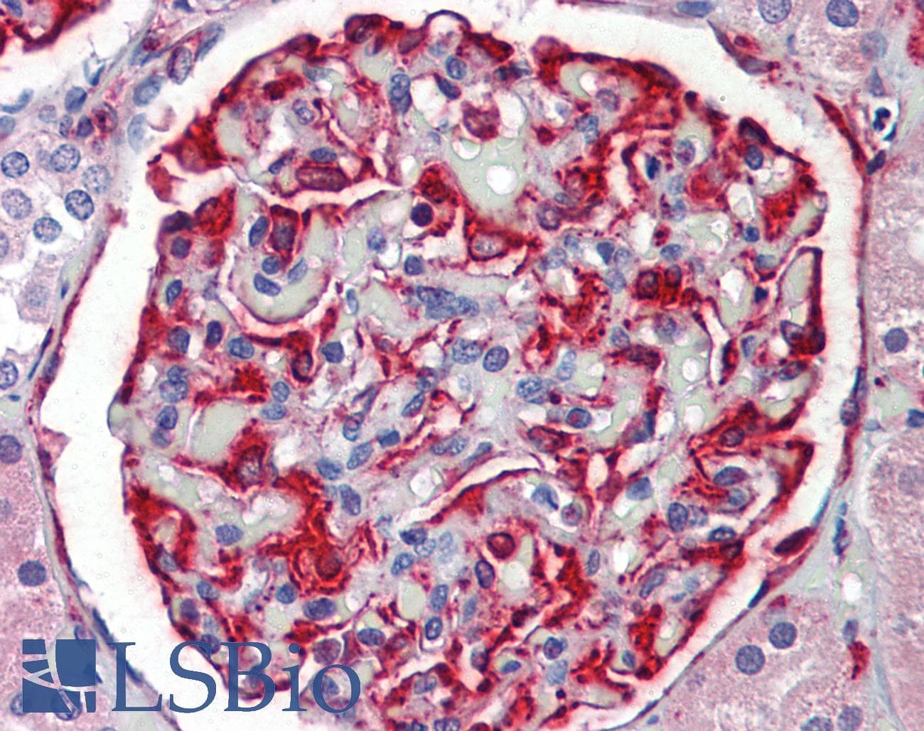 IHC-plus™ KSR2 Antibody (Ile694)