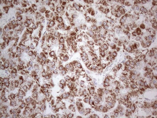 Monoclonal Mouse anti-Human BP1 / DLX4 Antibody (clone OTI8A1, IHC, WB)