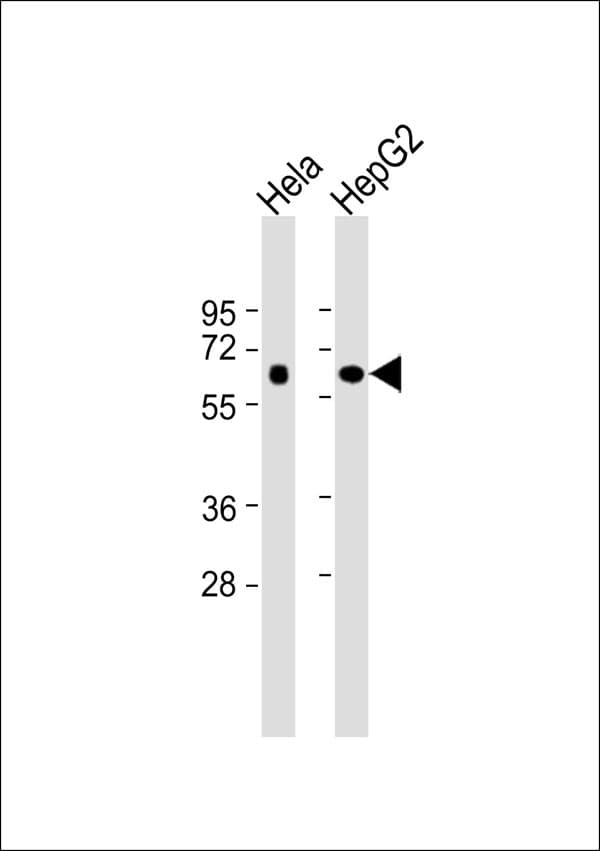 FUBP3 Antibody