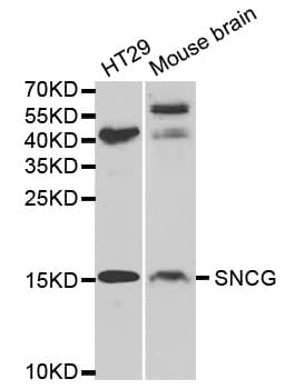 IHC-plus™ SNCG / Gamma-Synuclein Antibody