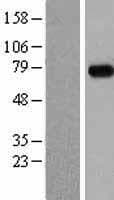 MEPCE Protein (Over-Expression Lysate Myc-DDK (Flag))