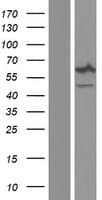 Human NCF2 / NOXA2 / p67phox Protein (Over-Expression Lysate Myc-DDK (Flag))