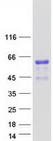 Human ATP1B4 Protein (Recombinant Myc-DDK (Flag))