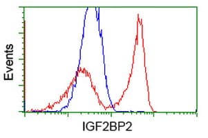 IGF2BP2 Antibody (clone OTI2H7)